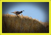 7-15-16-cr__D7K3871.jpg
