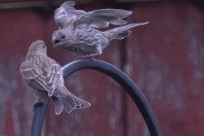 FightingFinch001.jpg