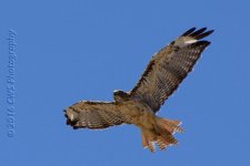 7-16-16-cr_D7K3893.jpg