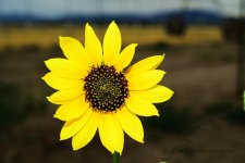 7-17-16-cr_DSC_4059.jpg