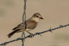 7-24-16-cr_D7K3936.jpg