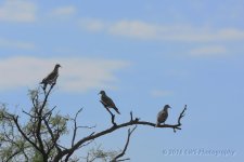 7-25-16-cr_D7K3918.jpg