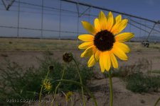 7-30-16-cr-DSC_4082.jpg