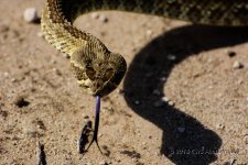 8-4-16-cr__D7K3961.jpg