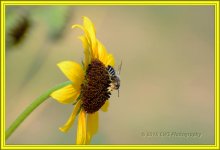 8-4-16-cr__D7K3965.jpg