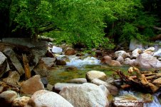 Cottonwood Creek #2 8-5-2016.jpg