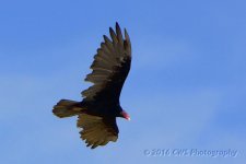 8-5-16-cr_D7K3974.jpg