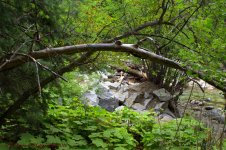 Cottonwood Creek #3 8-5-2016.jpg