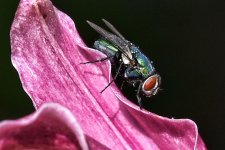DSC_3503fly1.jpg