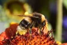 DSC_3519bee1.jpg