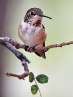 Hummer6.jpg
