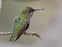 Hummer11.jpg