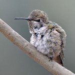 Hummer30.jpg