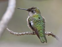 Hummer12.jpg