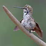 Hummer24.jpg