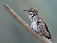 Hummer28.jpg