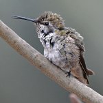 Hummer31.jpg