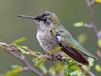 Hummer37.jpg