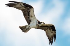 OspreyFlight-100.jpg