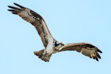 OspreyFlight-101.jpg