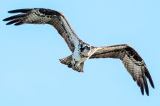 OspreyFlight-102.jpg