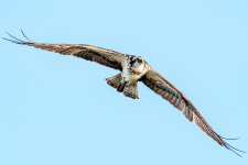 OspreyFlight-103.jpg