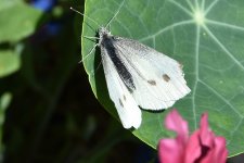 DSC_3531moth1.jpg