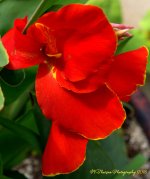 Red Canna #2  6 8-6-2016.jpg