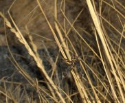 Neosconia Oaxacensis Spider  8-6-2016.jpg