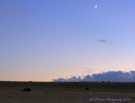 Two Buffalo Under the Moon  8-6-2016.jpg