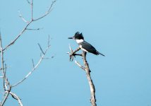 DSC_0147.jpg