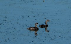 DSC_0171.jpg