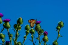 DSC_0208.jpg