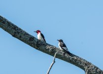 DSC_0287.jpg