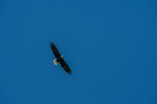 DSC_0390.jpg