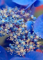 Hydrangea-Mini-World-.jpg