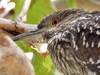 BlackHeron11.jpg