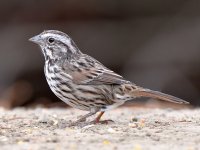 Sparrow.jpg