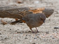 Towhee2.jpg