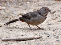 Towhee.jpg
