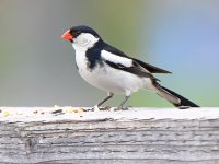 Whydah7.jpg