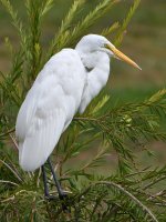 Egret2.jpg