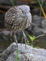 BlackHeron6.jpg