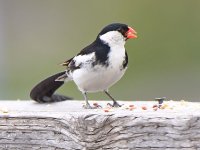 Whydah8.jpg