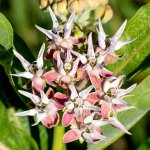 FieldFlower-100.jpg