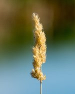 FieldFlower-101.jpg