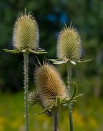 DSC_5420.jpg