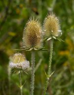 DSC_5433.jpg