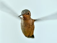 Hummer3.jpg