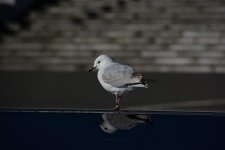 DSC_9514.jpg